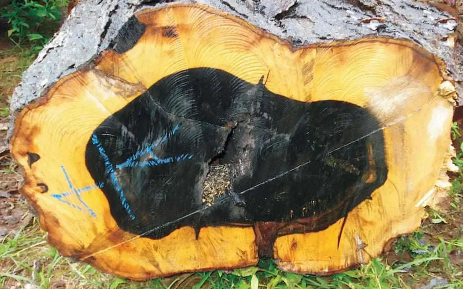 Ebony vs. Ebonised Chess Pieces – What’s the Difference?